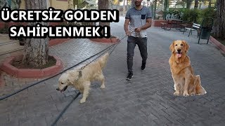 ÜCRETSİZ GOLDEN KÖPEK SAHİPLENMEK  GAZİANTEP KÖPEK BARINAĞI [upl. by Ayamat]