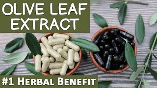 1 Herbal Benefit of Olive Leaf Extract [upl. by Vincenty]