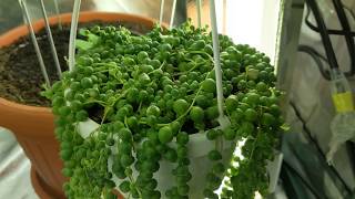 Easy Way How To Propagate String Of Pearls Succulent Plant [upl. by Eceinert]