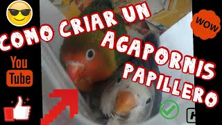 Cómo criar un agapornis papillero Fauna Indoor [upl. by Nwahsad778]