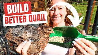 The BEST Feed for Meat and Egg Laying Quail [upl. by Ludeman]