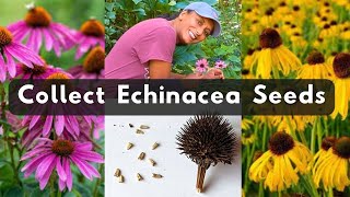 How To Collect Echinacea Coneflower Seeds 🌱 Harvest Store Save [upl. by Amron]