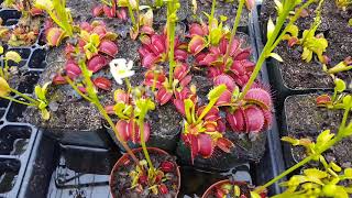 The Ultimate Venus Flytrap Care And Info Guide [upl. by Latsyrcal]