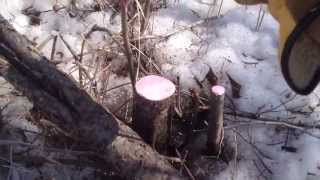 Buckthorn Removal Technique for Reclaiming Pasture [upl. by Samid]