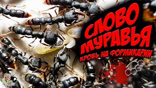 СЛОВО МУРАВЬЯ кровь на формикарии ● Stigmatomma reclinatum ● Обзор [upl. by Airdnahs214]