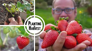 How to Grow Strawberries from Planting to Harvest 🍓🍓🍓🍓🍓 [upl. by Jaime255]