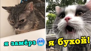 Говорящие коты🙀 Лучшая подборка 2020 [upl. by Aivle]