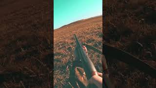 quail drahthaar hunting killshot [upl. by Eerihs]