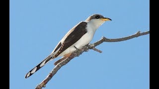 Bird ID Yellow Billed Cuckoo [upl. by Gaige]