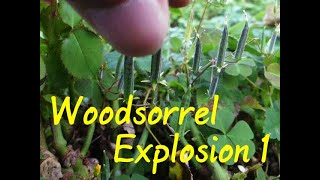 Woodsorrel Explosion Part 1 of 6  Slowmotion [upl. by Syck]