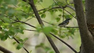 Yellowrumped Warbler in Central Park NYC  May 2018 [upl. by Tebasile649]