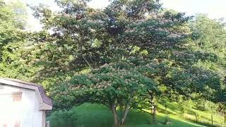 Mimosa Tree Full Grown Information [upl. by Denis158]