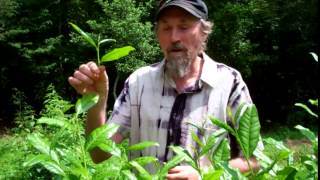 How to Harvest a Tea Plant  Camellia Sinensis  Tea Pursuit [upl. by Lampert]