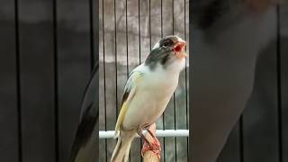 Canários cantam melodiosamente e lindamente canary canario canarias canarysinging kenari birds [upl. by Yanal]