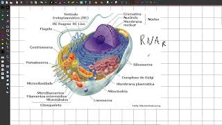 ORGANELAS CELULARES  ENEM [upl. by Merrilee]