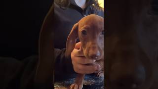 dachshund minidachshund dogbreeder puppy deworm deworming dewormingofpuppies shorts dog [upl. by Carol-Jean]