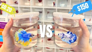 Cheap Vs Expensive BETTA FISH [upl. by Armando]