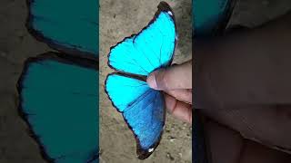 Giant Blue Morpho  Morpho menelaus  REGUA Brazil [upl. by Lehcor853]