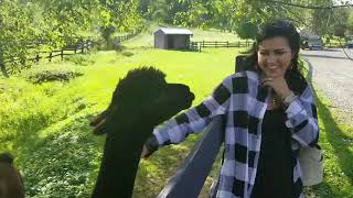 Alpaca Spits in Smiling Womans Face  985816 [upl. by Edra]