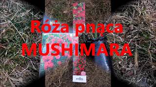 Róża pnąca MUSHIMARA climbing rose MUSHIMARA  z cyklu sadzonki róż z Biedronki cz1 [upl. by Adela849]