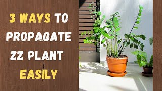 How to Propagate ZZ plant  Zanzibar Gem  Zamioculcas Zamiifolia  Easily  3 ways  Methods [upl. by Navets75]