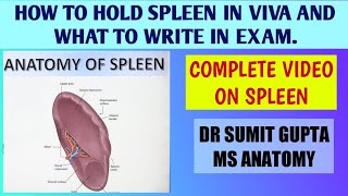 SPLEEN  ANATOMY [upl. by Kelula]