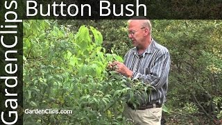 Buttonbush  Cephalanthus occidentalis  How to grow Buttonbush [upl. by Srednas54]