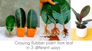 Tried growing Rubber plant from leaf in soil sand and water See the result With 100 Success [upl. by Notniv831]