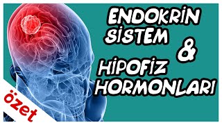 Endokrin Sistem  Hipofiz Hormonları Özet  AYT Biyoloji [upl. by Ydor]