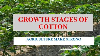 Growth stages of cotton Most important for yield of cotton [upl. by Aileno301]