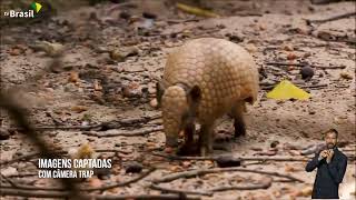 Caatinga coração do sertão nordestino  Nossos Biomas [upl. by Atikaj205]