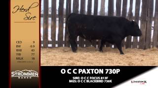 Strommen Herd Sire  O C C Paxton 730P [upl. by Leasi]