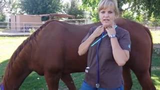 How to do a Basic Horse Exam by Durango Equine Veterinary Clinic [upl. by Onivag]