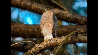 Falconry Secrets to finding Coopers Hawk nests [upl. by Sergias]