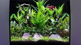 How to Aquascape a Fluval Flex Planted Tank [upl. by Nirrep613]