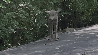 Coyote in St Louis County neighborhood causes concern [upl. by Huberman831]