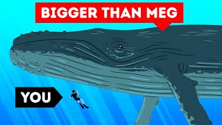 The Largest Sea Creature Ever  Size Comparison [upl. by Nahgrom]