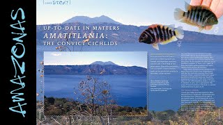 AMATITLANIA CICHLIDS  AMAZONAS Magazine Inside Look  Volume 12 Issue 6 [upl. by Odraude]