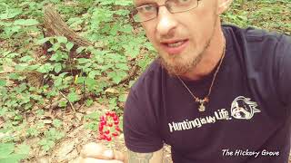 The Toxic Red BaneBerry Plant [upl. by Phemia]