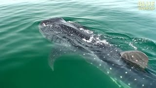 Whale Sharks of Holbox  JONATHAN BIRDS BLUE WORLD [upl. by Topping253]