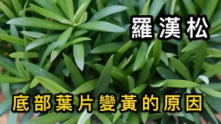 【天天小花農】羅漢松，底部葉片出現變黃變黑，來了解一下原因及解決方法 [upl. by Deth]