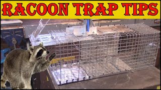 Racoon Trapping Tips  Modified Havahart 1079 Trap [upl. by Leuqar411]