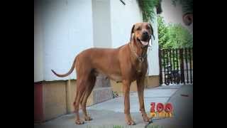 Rodezijski ridzbek  Rhodesian ridgeback [upl. by Nekcarb974]