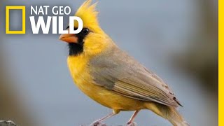 Watch Rare Yellow Cardinal Spotted in Alabama  Nat Geo Wild [upl. by Koppel]