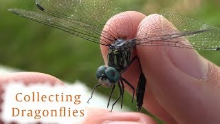 How to Collect Dragonflies [upl. by Adnek]