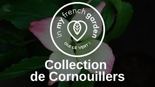 Collection de Cornouillers [upl. by Brandes]