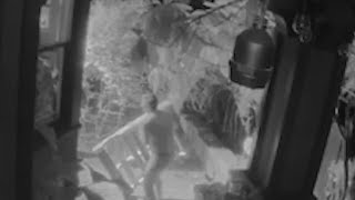 Caught on Camera Man defends dog from aggressive raccoon attack in Northwest Portland [upl. by Jd]