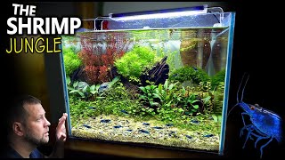 The Shrimp Jungle NEW Tank Setup for Neocaridina Shrimp Step By Step Aquascape Tutorial [upl. by Betta]