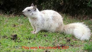 Ground Squirrels of Dana Point California [upl. by Southard]