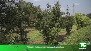 Pianeta Verde Organismo Agricolo Rigenerativo da Bergamo lesempio dellazienda bio quotDemetraquot [upl. by Orthman388]